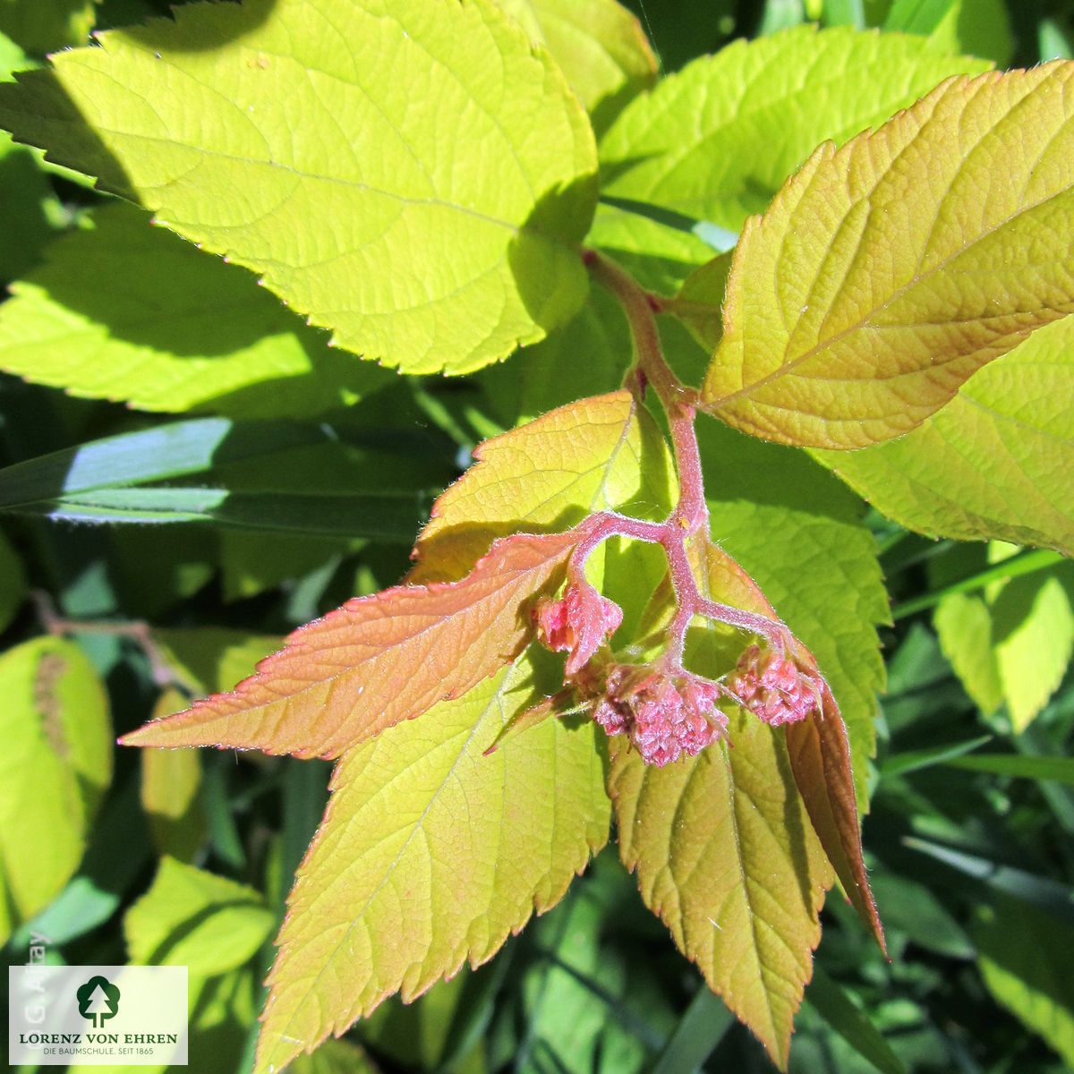 Spiraea japonica 'Goldflame'