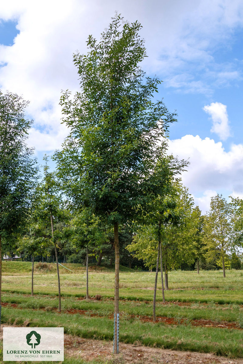 Robinia pseudoacacia 'Unifolia'