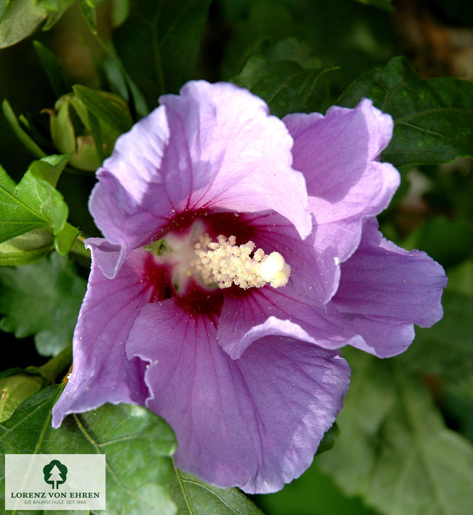 Hibiscus syriacus 'Rubis'