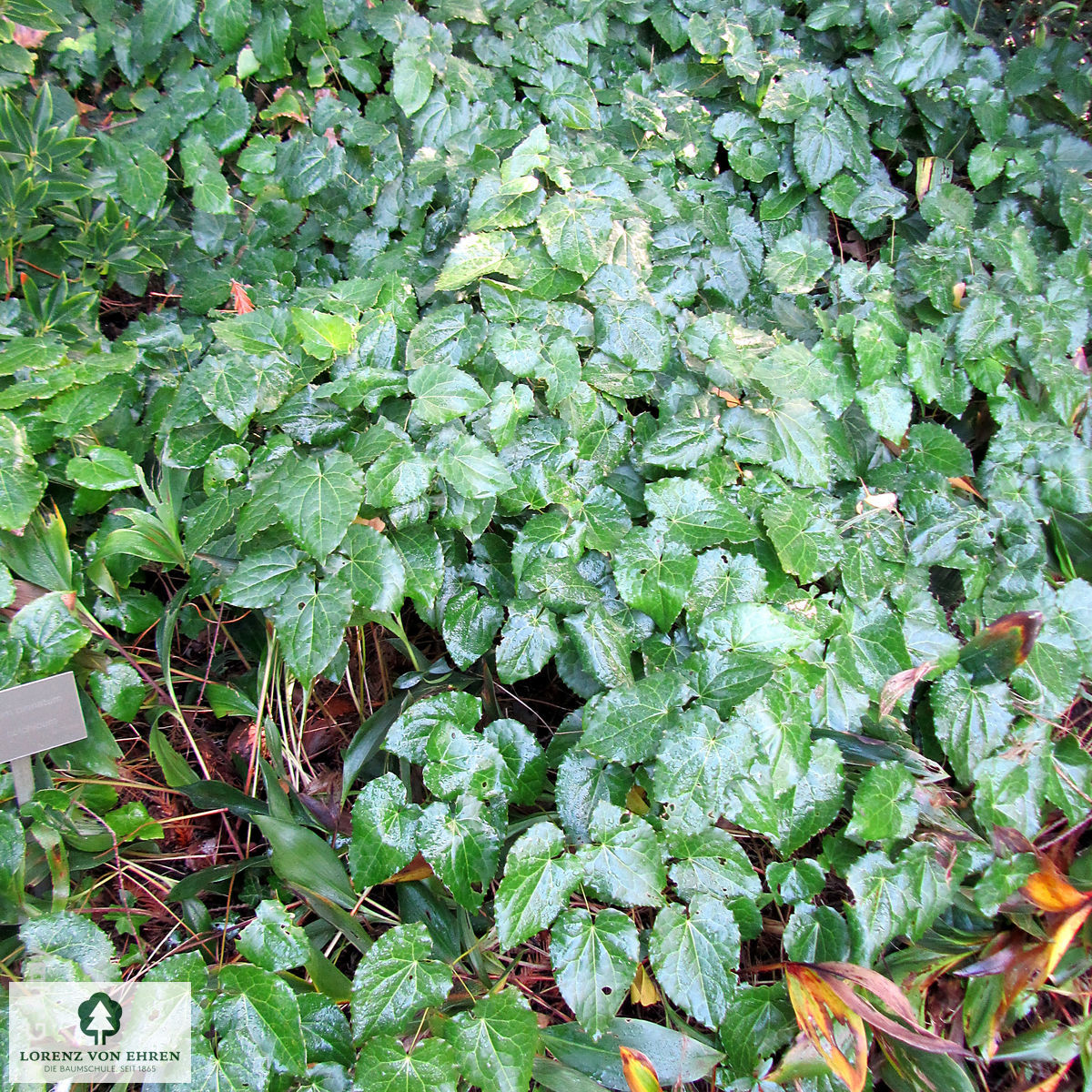 Epimedium pinnatum colchicum