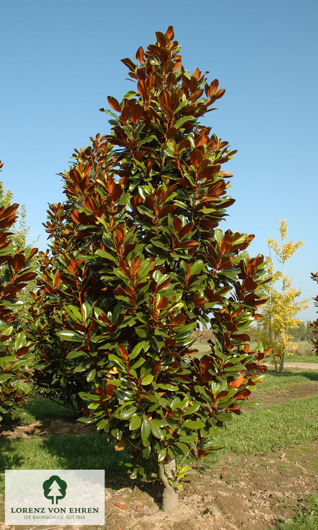 Magnolia grandiflora 'Blanchard'