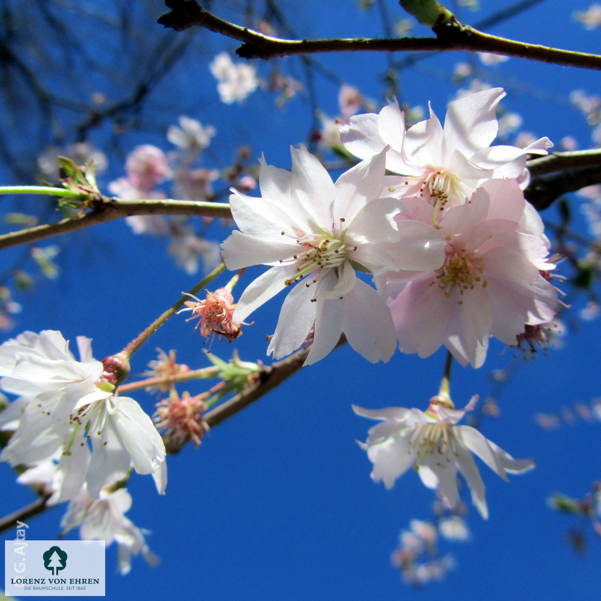 Prunus subhirtella 'Autumnalis Rosea'