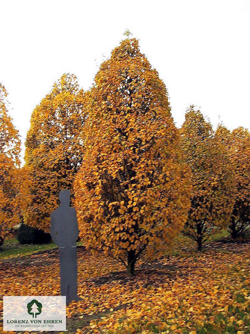 Carpinus betulus 'Columnaris'