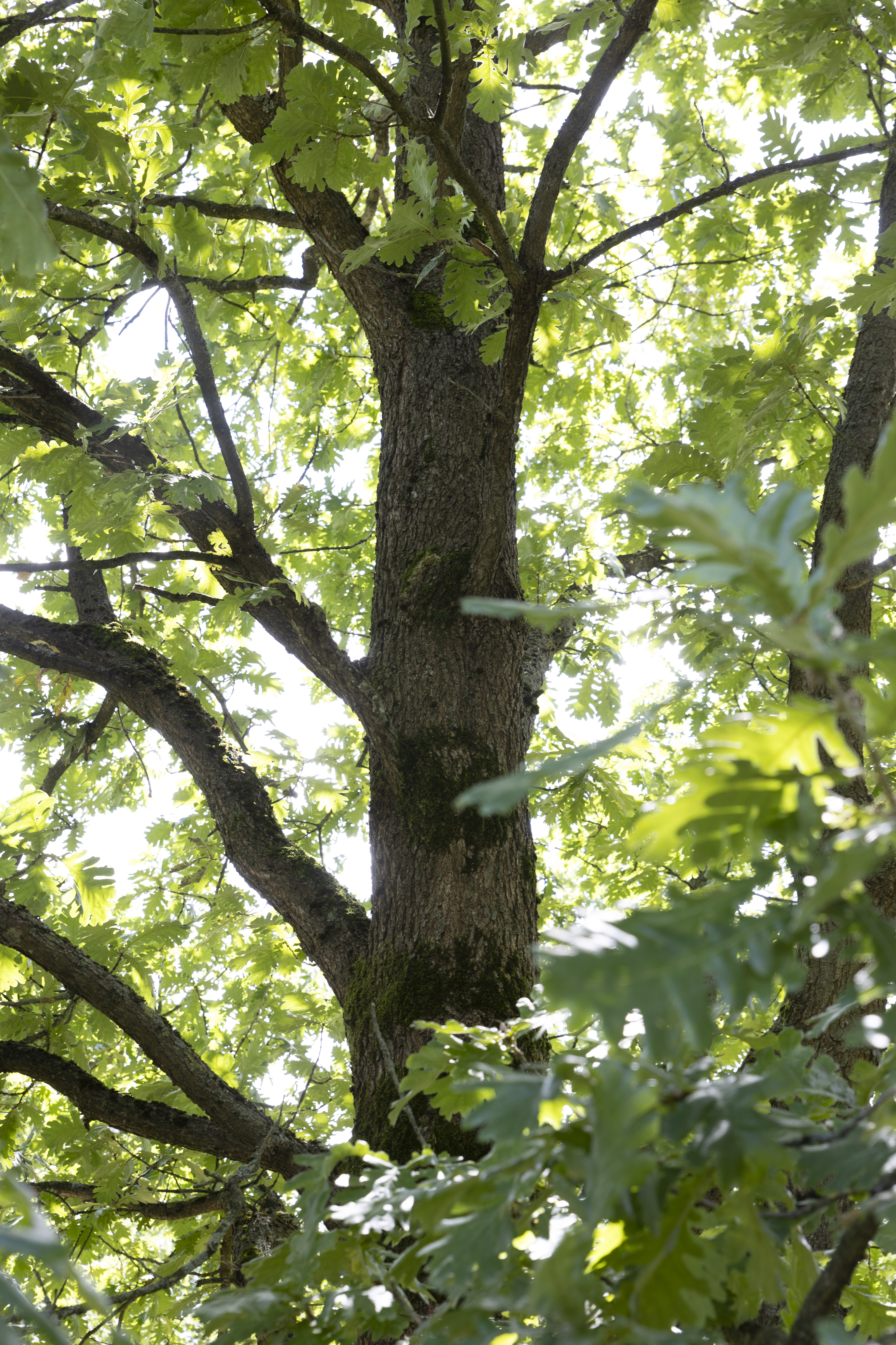 Quercus frainetto Unikat