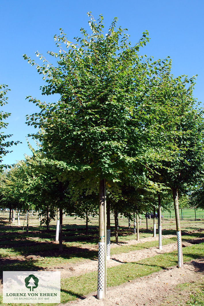 Tilia cordata