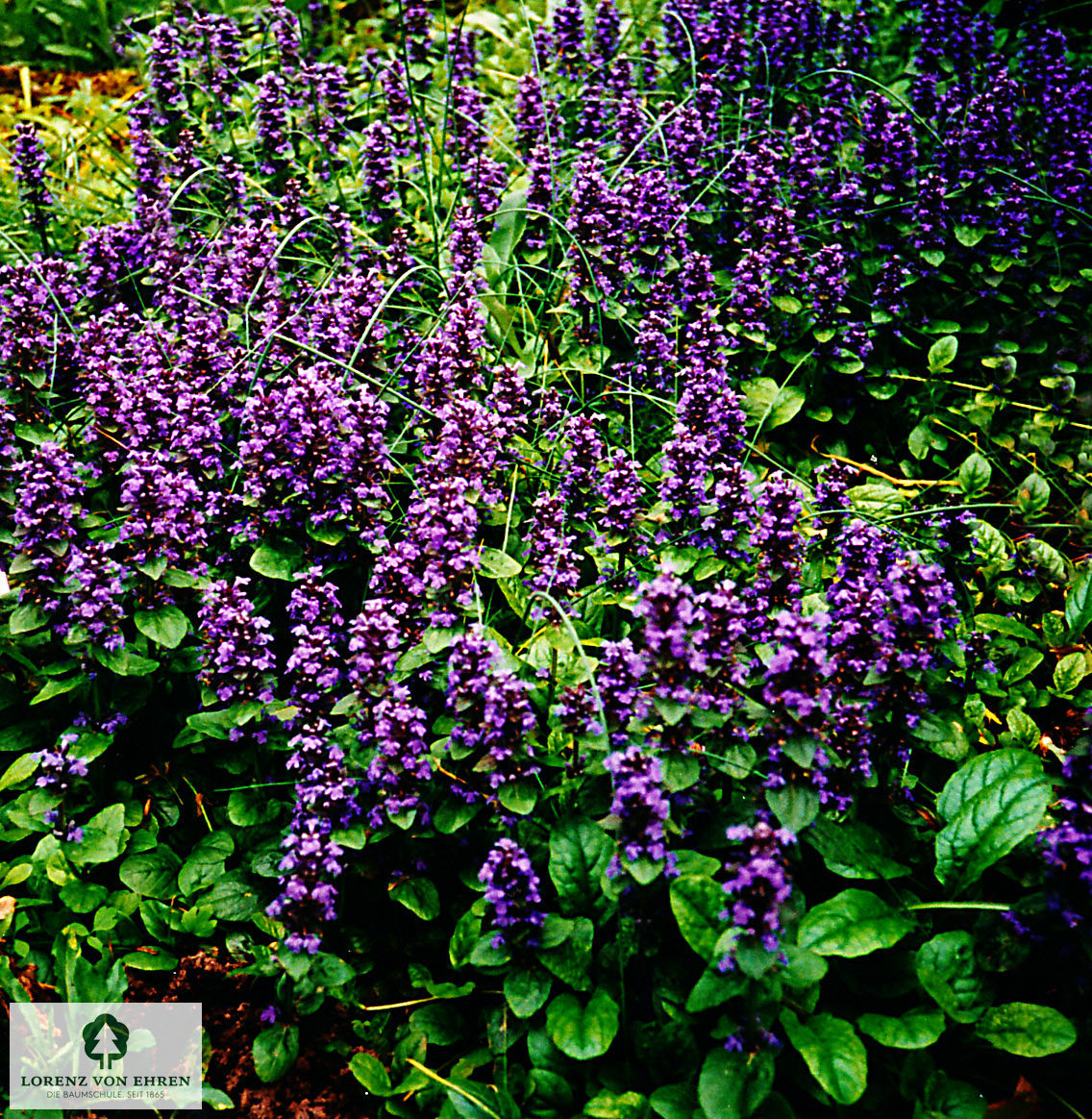 Ajuga reptans