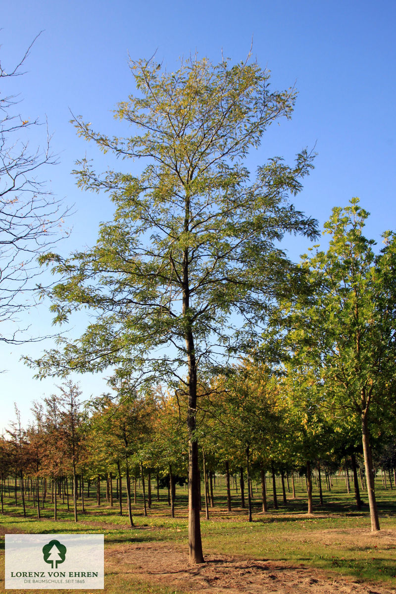 Gleditsia triacanthos inermis