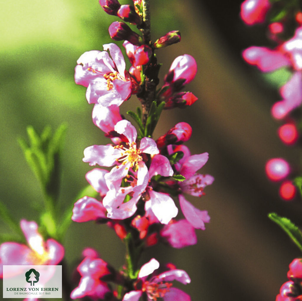 Prunus tenella 'Fire Hill'