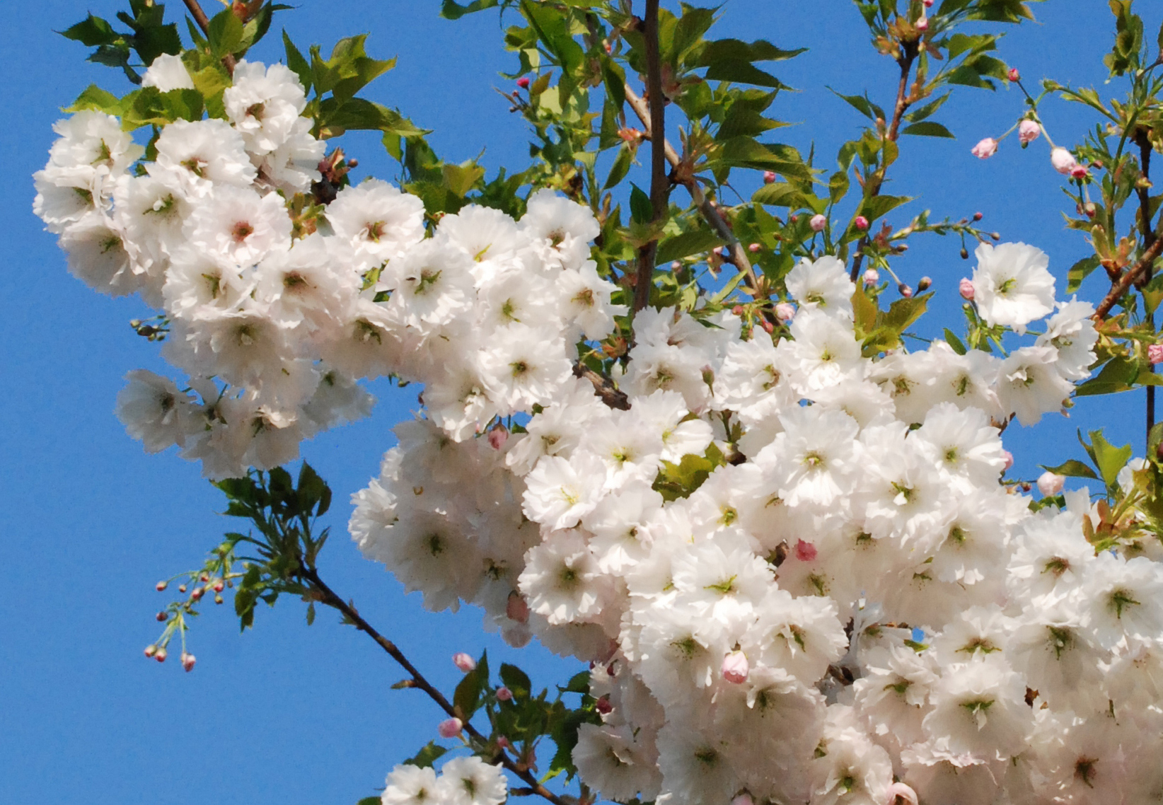 Weiße Blüten der Japanischen Blütenkirsche