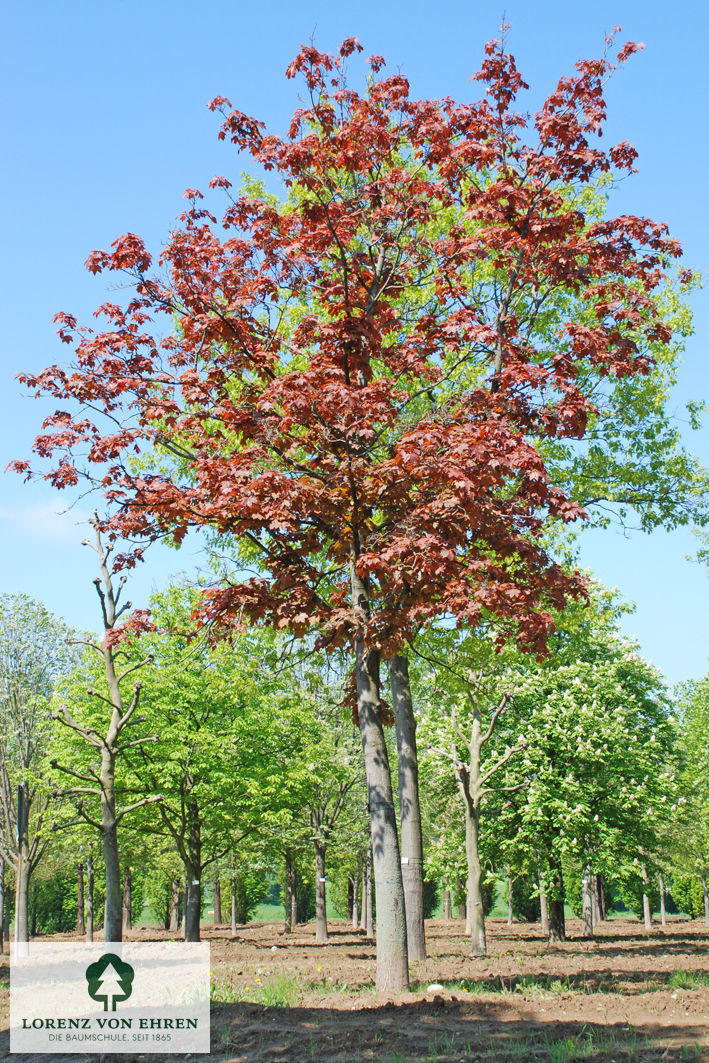 Acer platanoides 'Schwedleri'