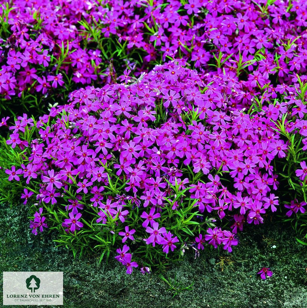 Phlox subulata 'Temiskaming'