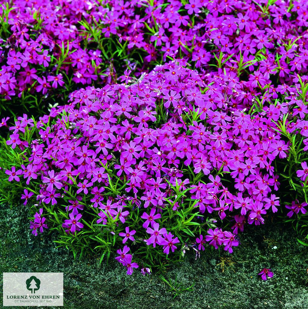 Phlox subulata 'Temiskaming'