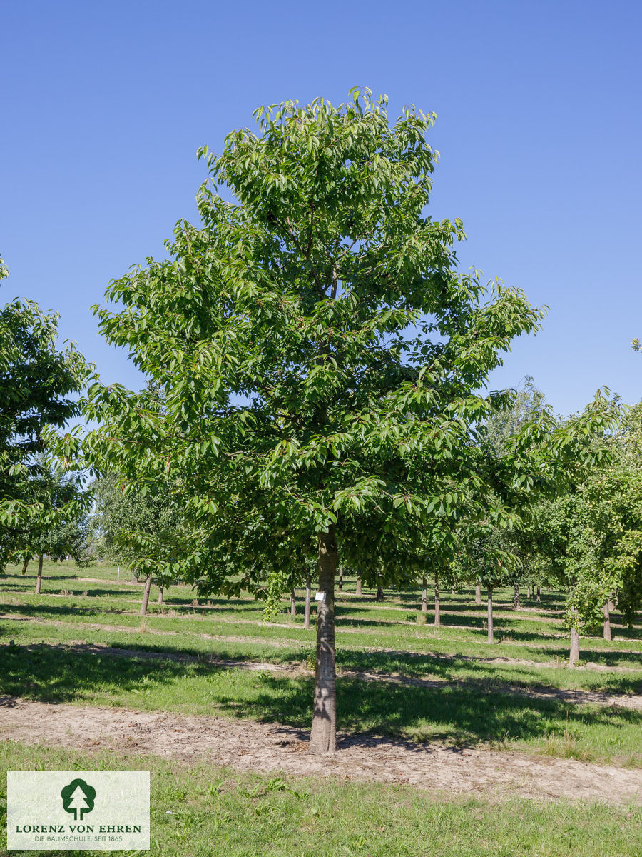 Prunus avium 'Büttners Rote Knorpelkirsche'