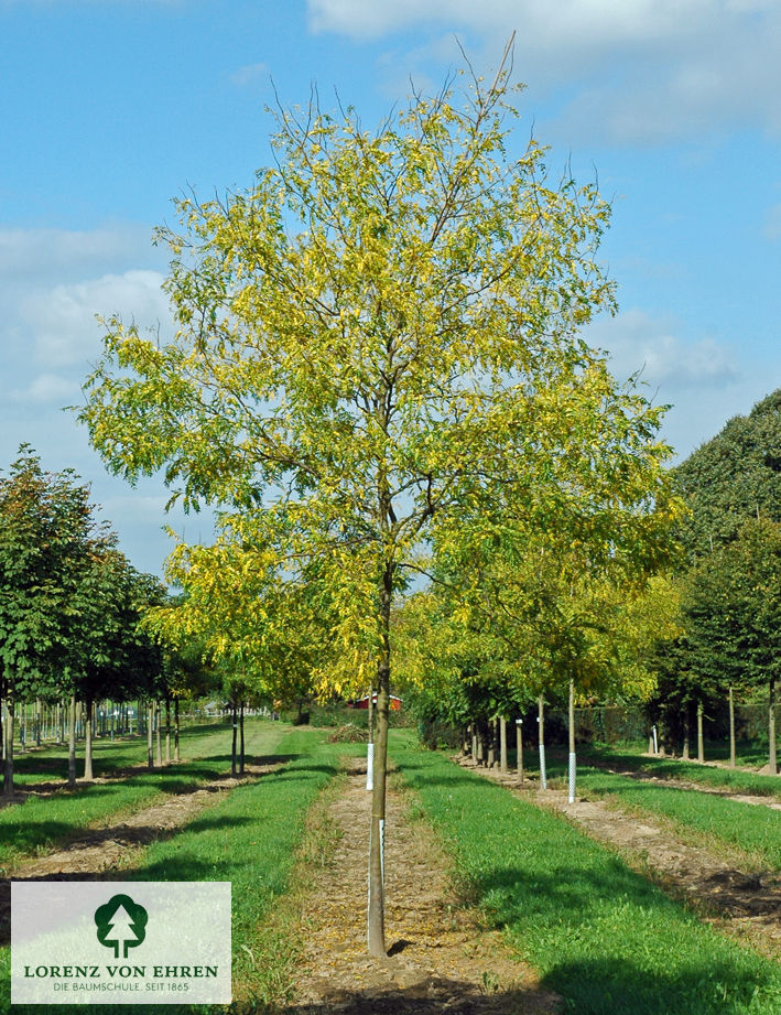 Gleditsia triacanthos