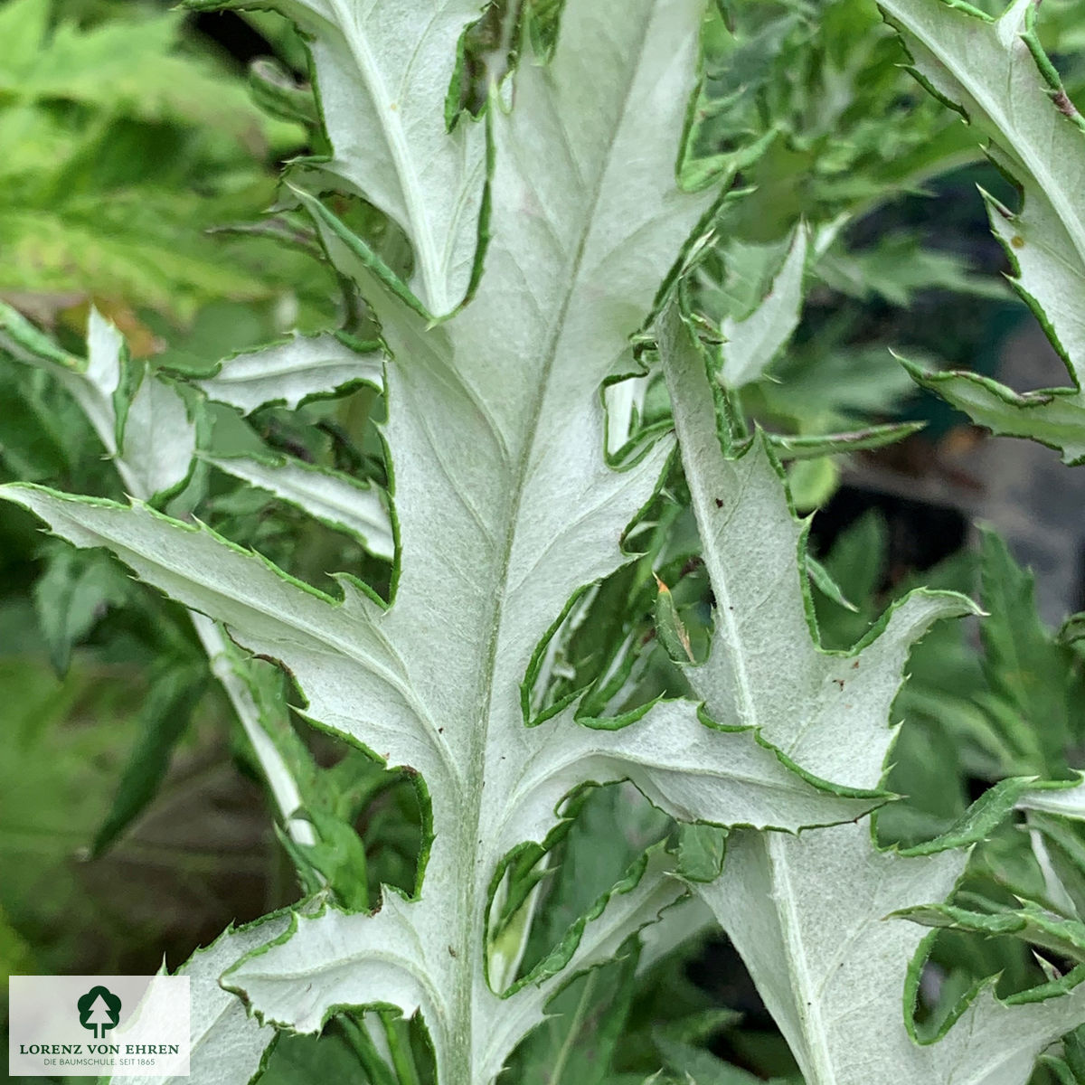 Echinops ritro