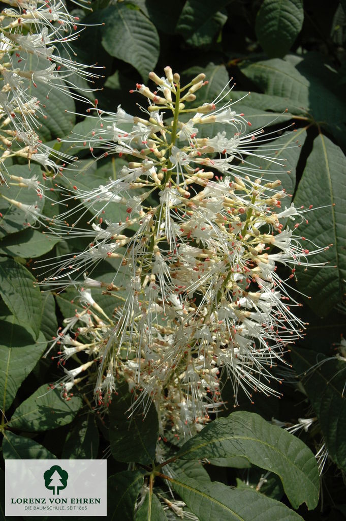 Aesculus parviflora