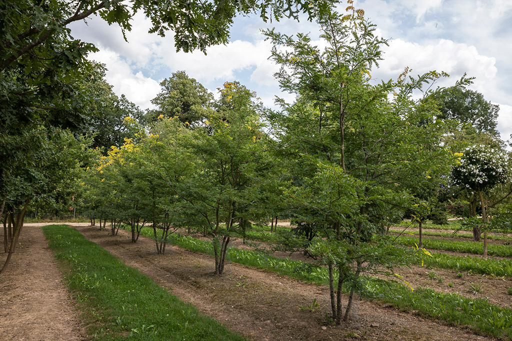 Reihe Gleditsia triacanthos Sunburst Mehrstämmige Gleditischien