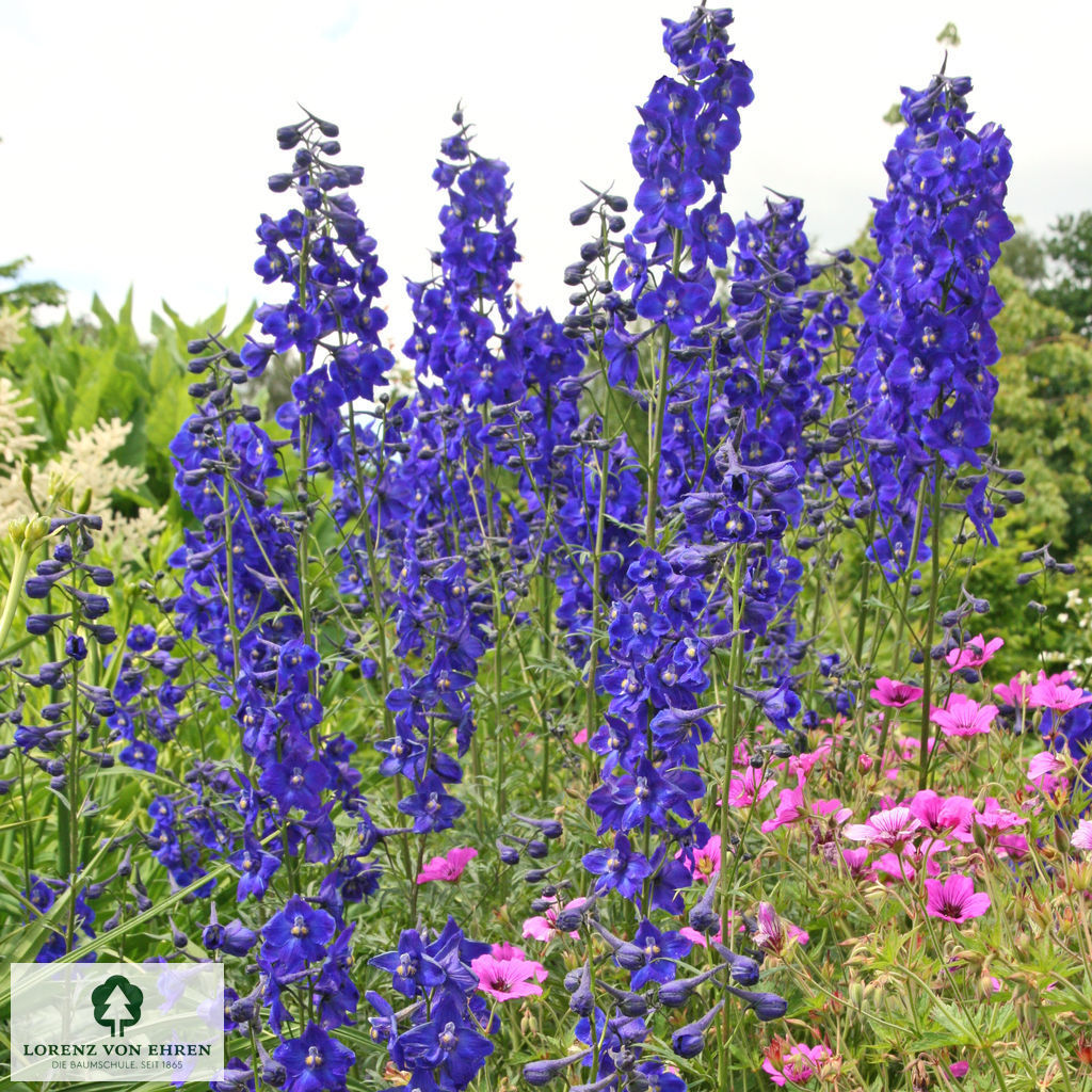 Delphinium Belladonna-Hybride 'Atlantis'