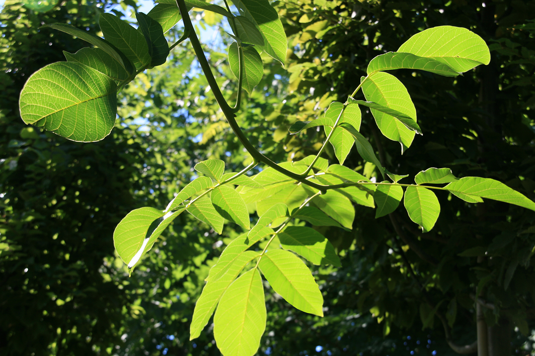Juglans regia Laub im Sommer: Frisches Grün für Ihren Garten Erfahren Sie mehr über das belebende Grün des Juglans regia-Baums im Sommer. Wie es die warmen Tage in Ihrem Garten noch angenehmer macht.