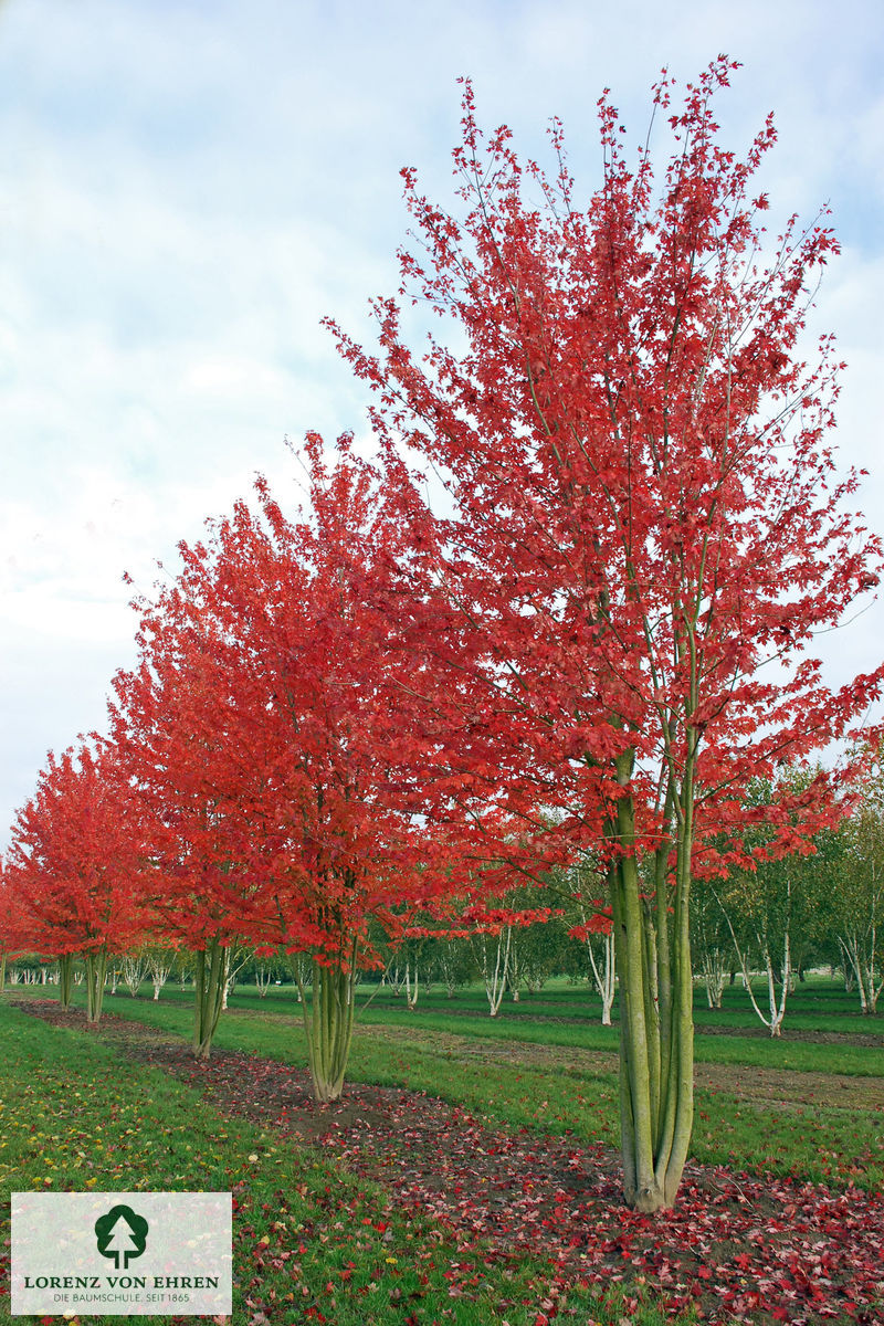 Acer freemanii 'Armstrong'