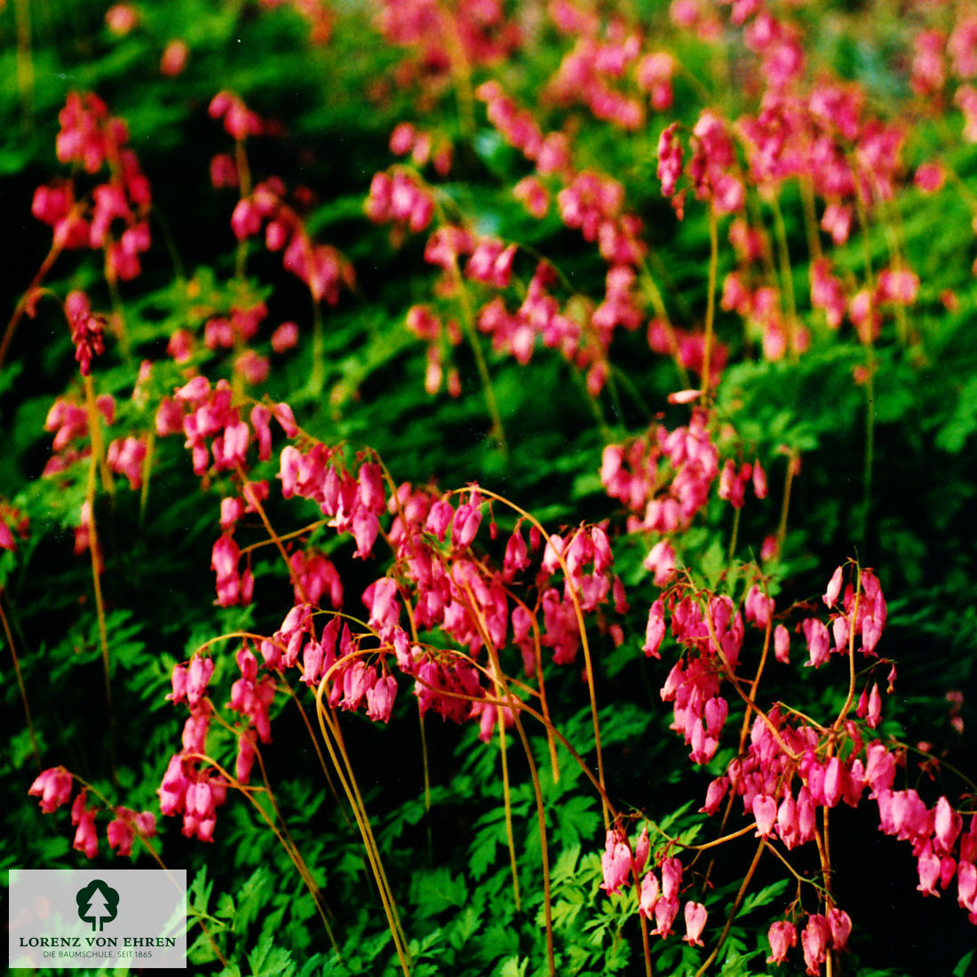 Dicentra eximia