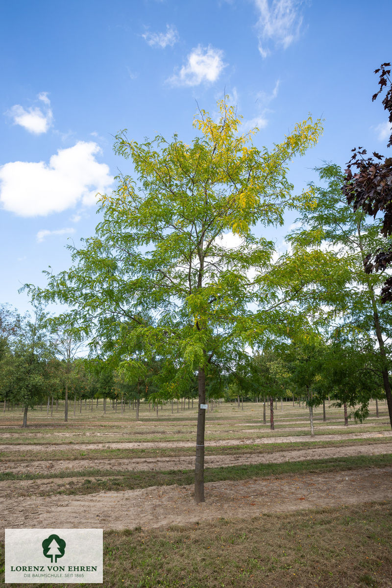 Gleditsia triacanthos inermis