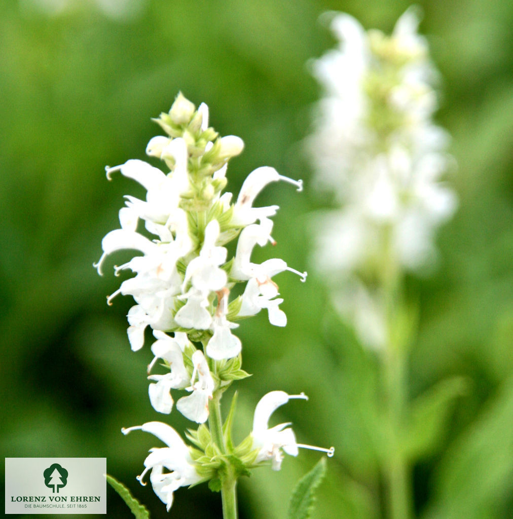 Salvia nemorosa 'Adrian'