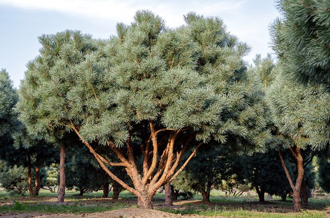 Pinus