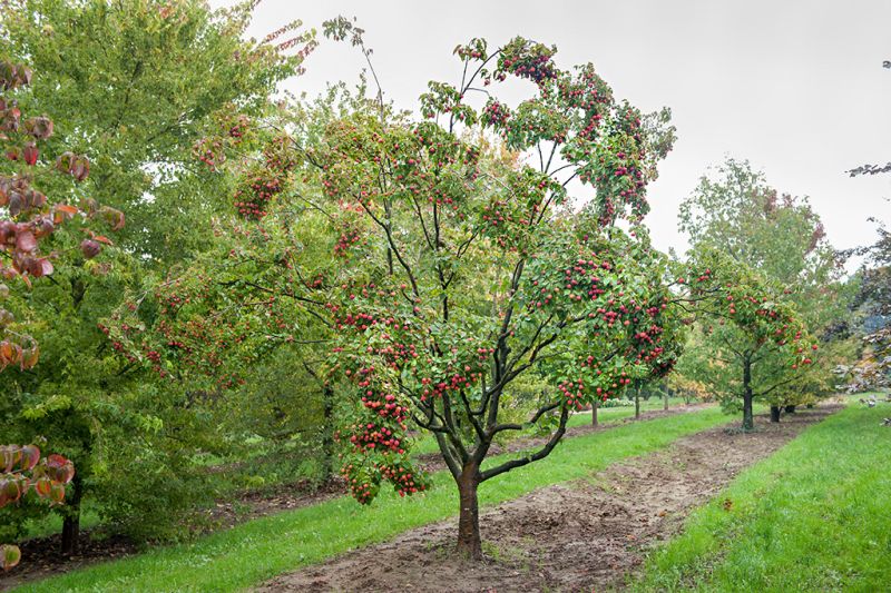 Cornus: Alle Arten und Sorten